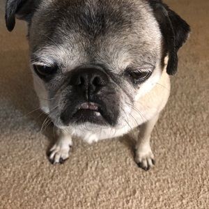 Meet your Posher, Alison